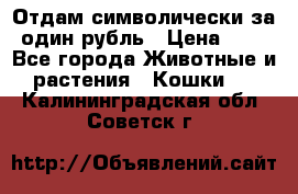 Отдам символически за один рубль › Цена ­ 1 - Все города Животные и растения » Кошки   . Калининградская обл.,Советск г.